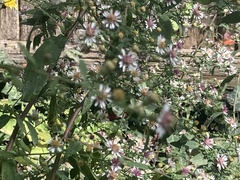 Symphyotrichum lateriflorum