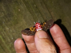 Penthicodes atomaria