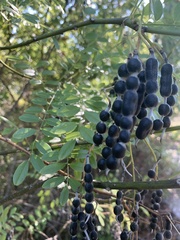 Styphnolobium affine