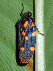 Mahanarva costaricensis