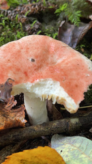 Russula cremoricolor