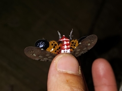 Penthicodes atomaria