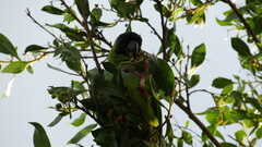 Aratinga nenday
