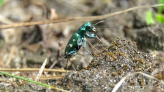 Cicindela patruela