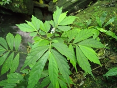 Elatostema lineolatum