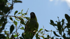 Aratinga nenday