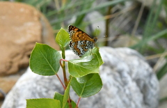 Melitaea cinxia