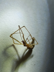 Tetragnatha hasselti