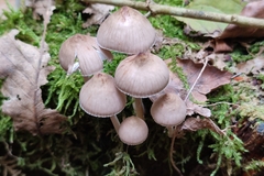Mycena