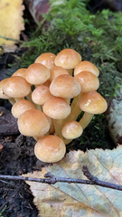 Hypholoma