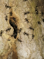 Myrma