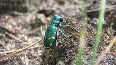 Cicindela patruela
