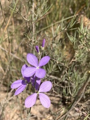 Heliophila juncea