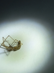 Tetragnatha hasselti