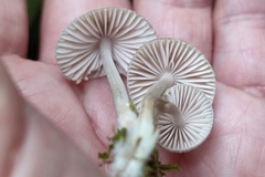 Mycena