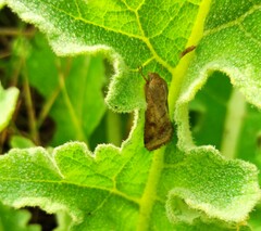 Helicoverpa armigera