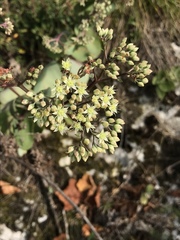 Hylotelephium telephium