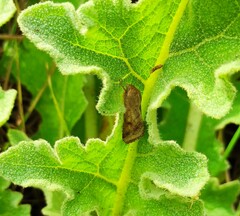 Helicoverpa armigera