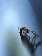 Tetragnatha hasselti