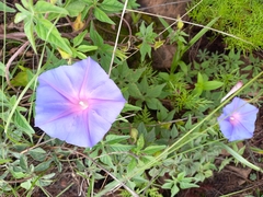 Ipomoea pubescens