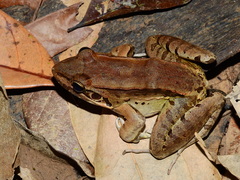 Leptodactylus guianensis