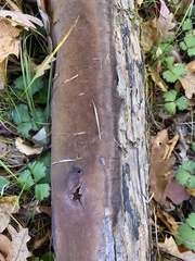 Fomitiporia punctata