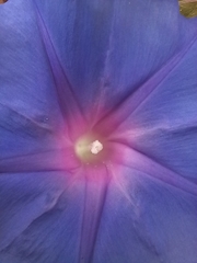 Ipomoea pubescens