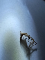Tetragnatha hasselti