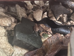 Leptodactylus savagei