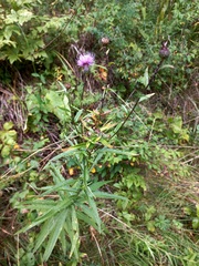 Cirsium serratuloides