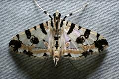 Conchylodes salamisalis