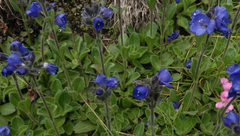 Veronica bellidioides