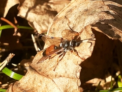 Ichneumon sarcitorius