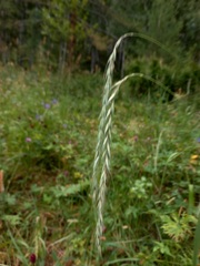 Elymus sibiricus