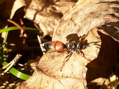 Ichneumon sarcitorius