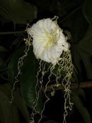 Hodgsonia macrocarpa