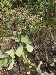 Hylotelephium telephium