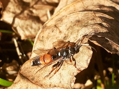 Ichneumon sarcitorius