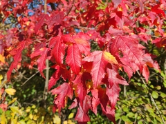 Acer ginnala