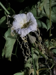 Hodgsonia macrocarpa