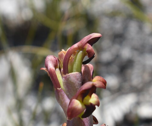 Image of Ridge Disa (Disa bolusiana) by (c) Justin Ponder, some rights reserved (CC BY)
