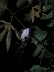 Hodgsonia macrocarpa