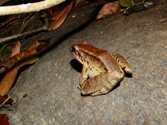 Leptodactylus guianensis