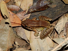 Leptodactylus guianensis