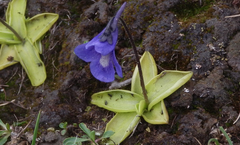 Pinguicula balcanica