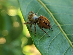 Phidippus