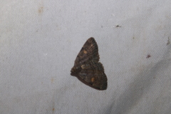 Idia diminuendis
