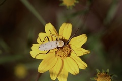 Chauliognathus misellus