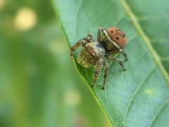 Phidippus