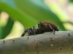 Phidippus
